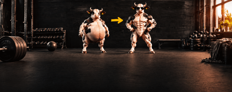 Cartoon cows showing a fitness transformation from overweight to muscular in a gym